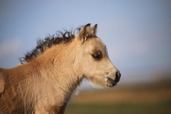 Жеребец, Миниатюрный шетлендский пони, буланый, Di’s Peppermint Fella
