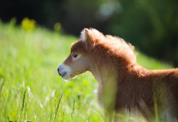 Жеребец, миниатюрный шетлендский пони, рыжая, Di’s Why so Cute