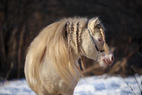 Жеребец, Миниатюрный шетлендский пони , Изабеллово-пегий, Monte Carlo v. Ellernbrook