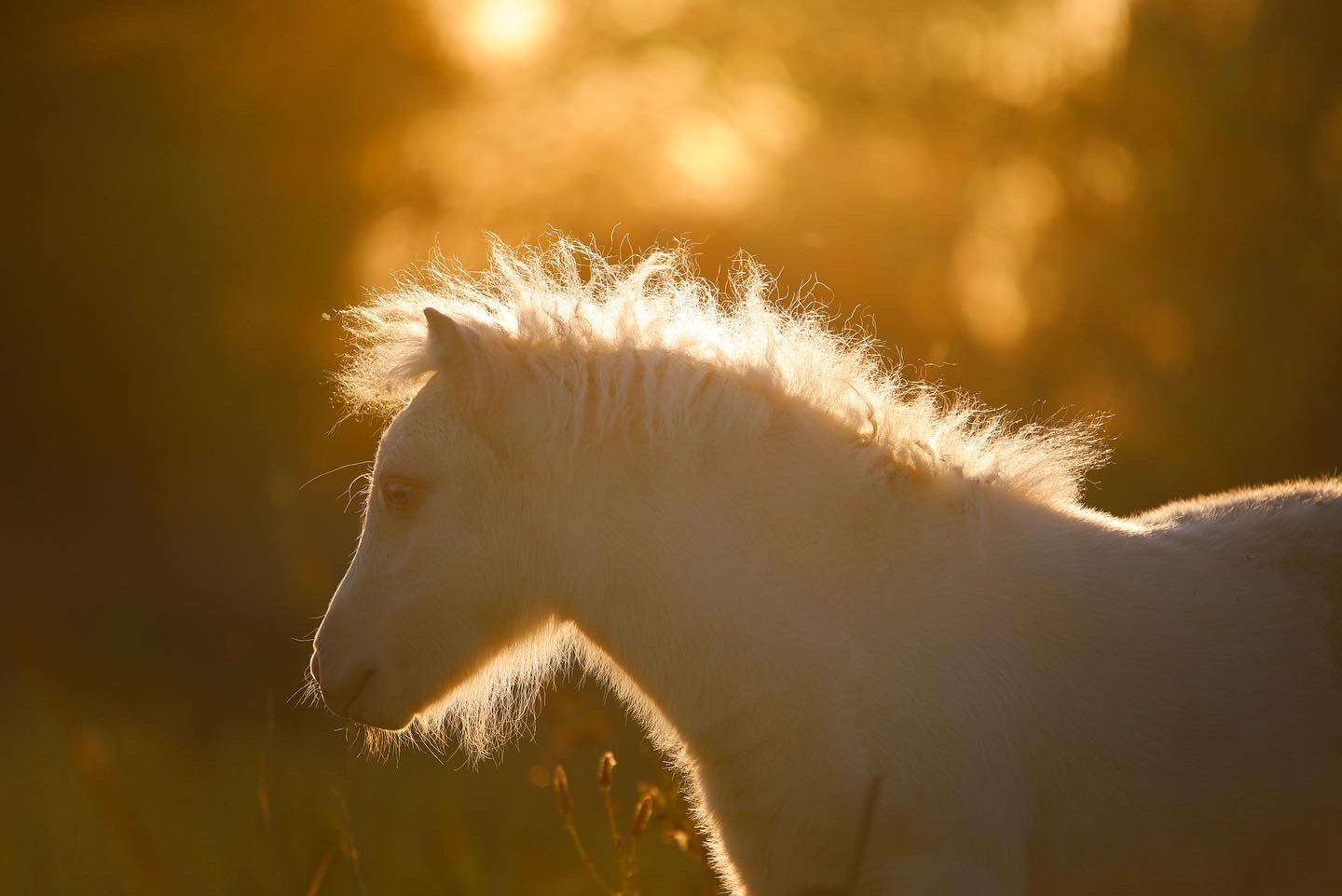 Кобыла, Мини шетлендский пони, изабеллово-пегая , Di's Incredible Panamera