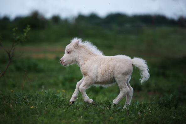 Кобыла, Миниатюрный шетлендский пони, изабелловая (cremello) , Di‘s Special Wish