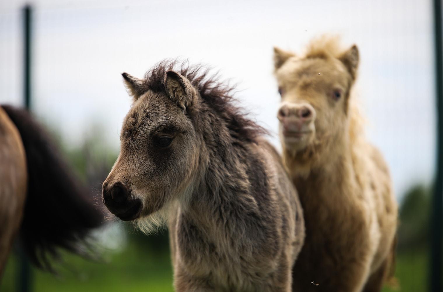 Кобыла, Миниатюрный шетлендский пони, буланая, Di’s Wonderful Flower