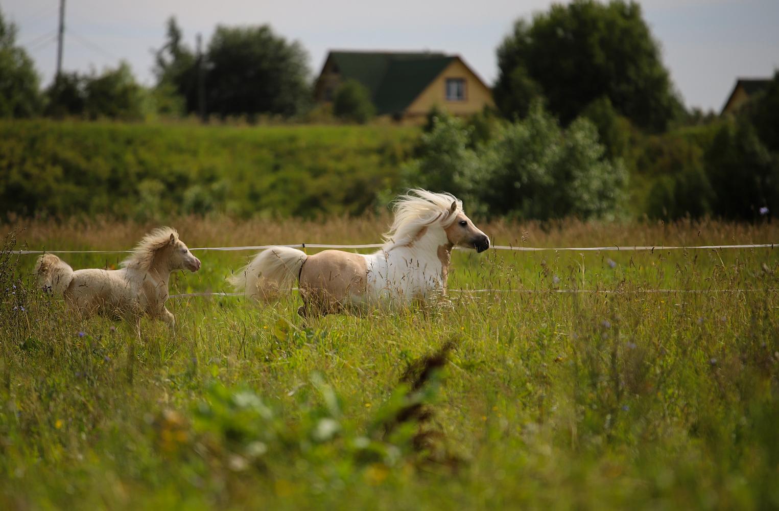 Кобыла, Миниатюрный шетлендский пони , Солово-пегая, Diana V.D. Westerbrink