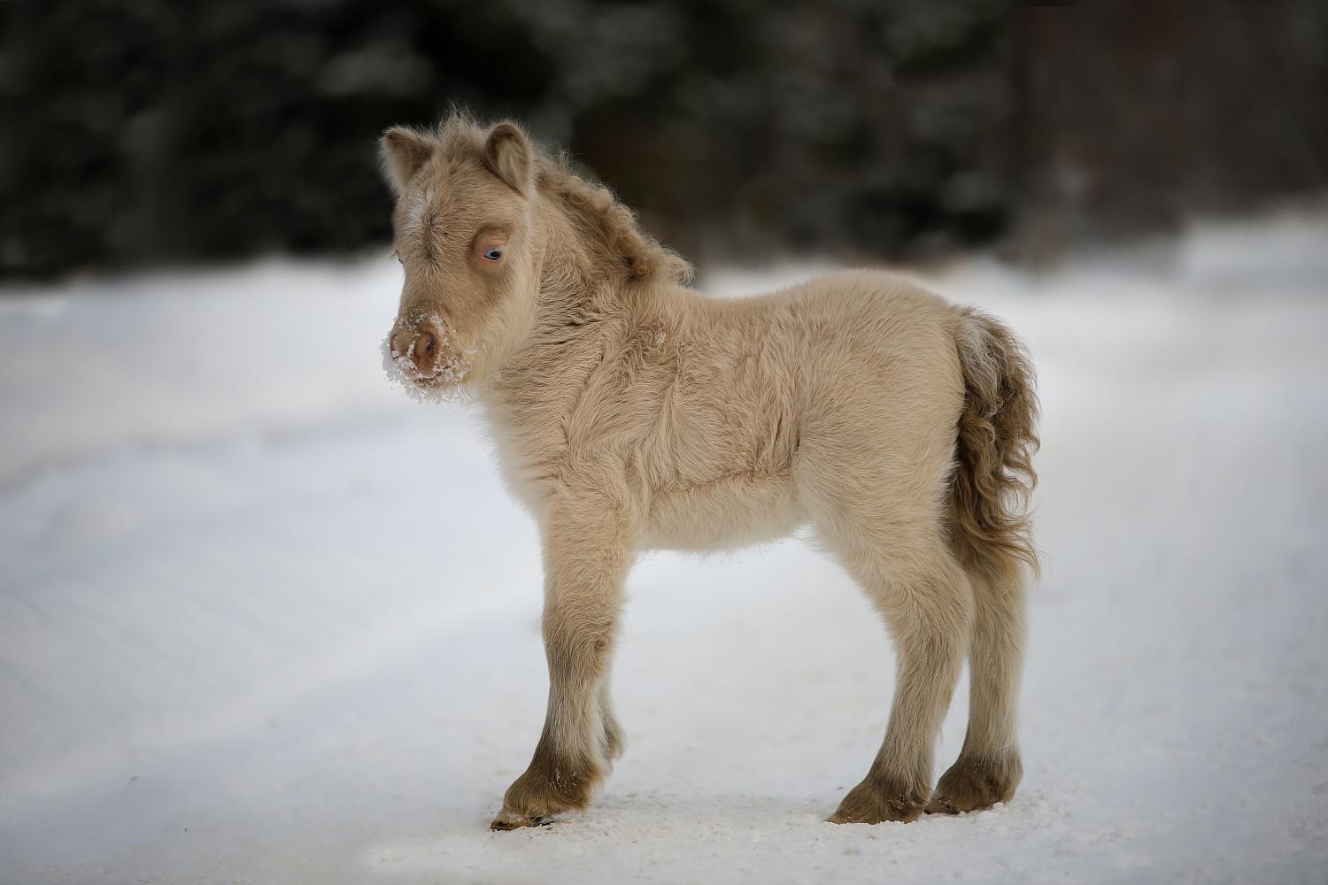 Кобыла, Мини шетлендский пони, изабелловая, Feyre Moncler