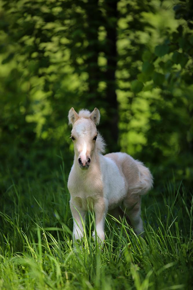 Жеребец, Шетлендский пони, солово - пегий, Vanilla Prince