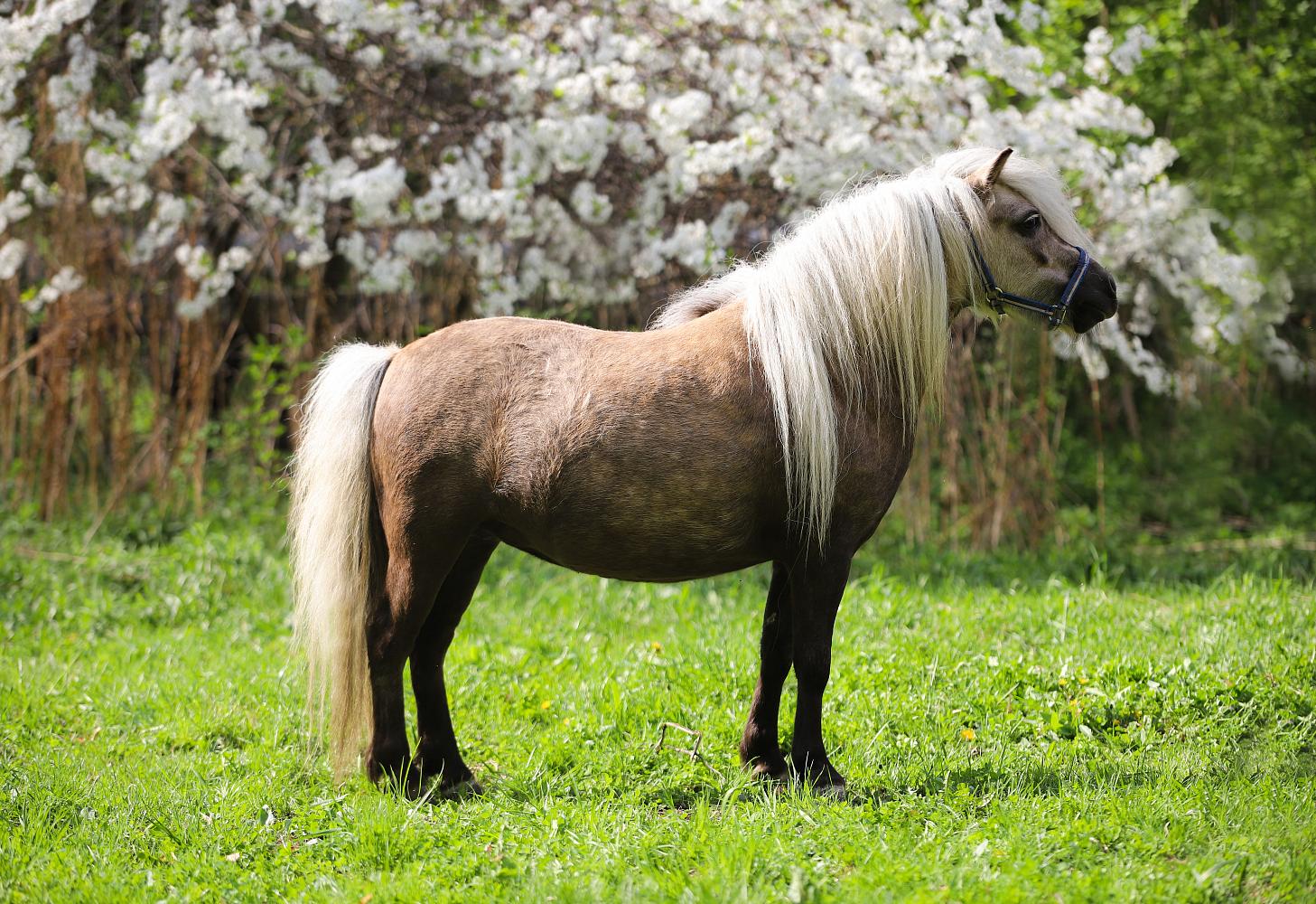 Pony фото. Шетлендский пони и лошадь. Лошадь породы шетлендский пони. Пони шетлендской породы. Шетлендский пони масти.