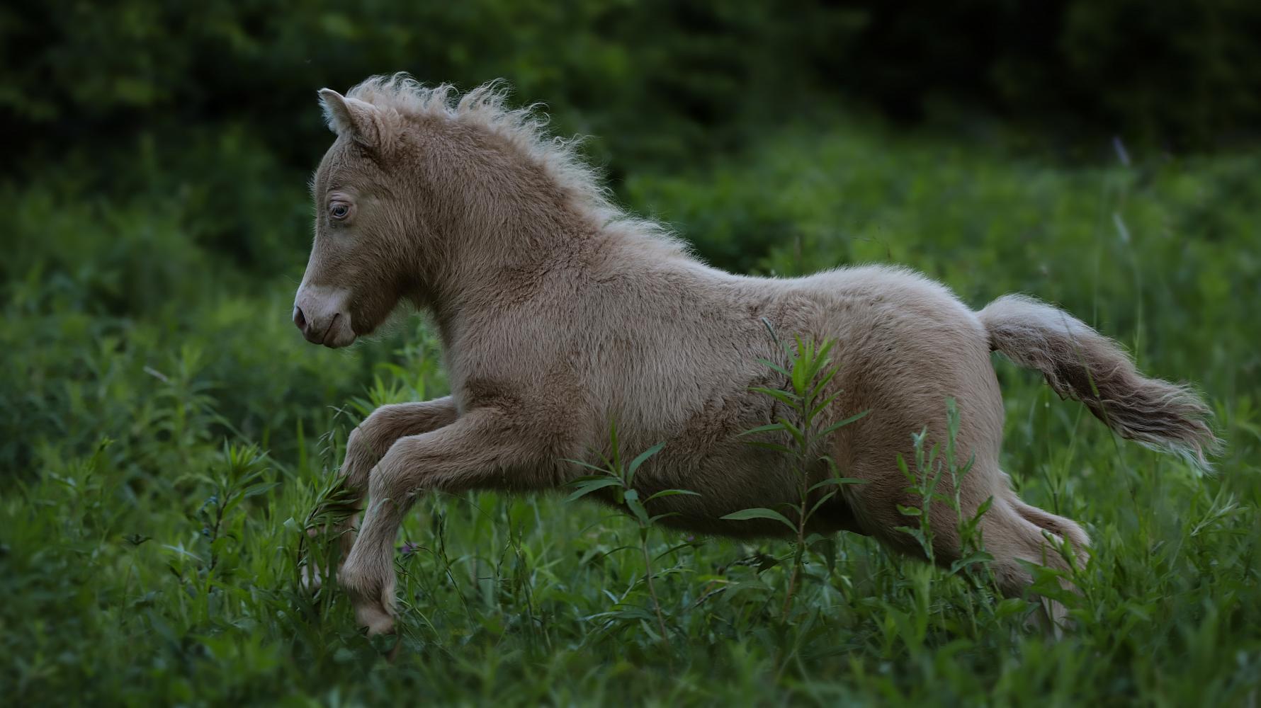 Жеребец, Шетлендский пони, изабеллово-пегий, Mummy`s Cute Boy