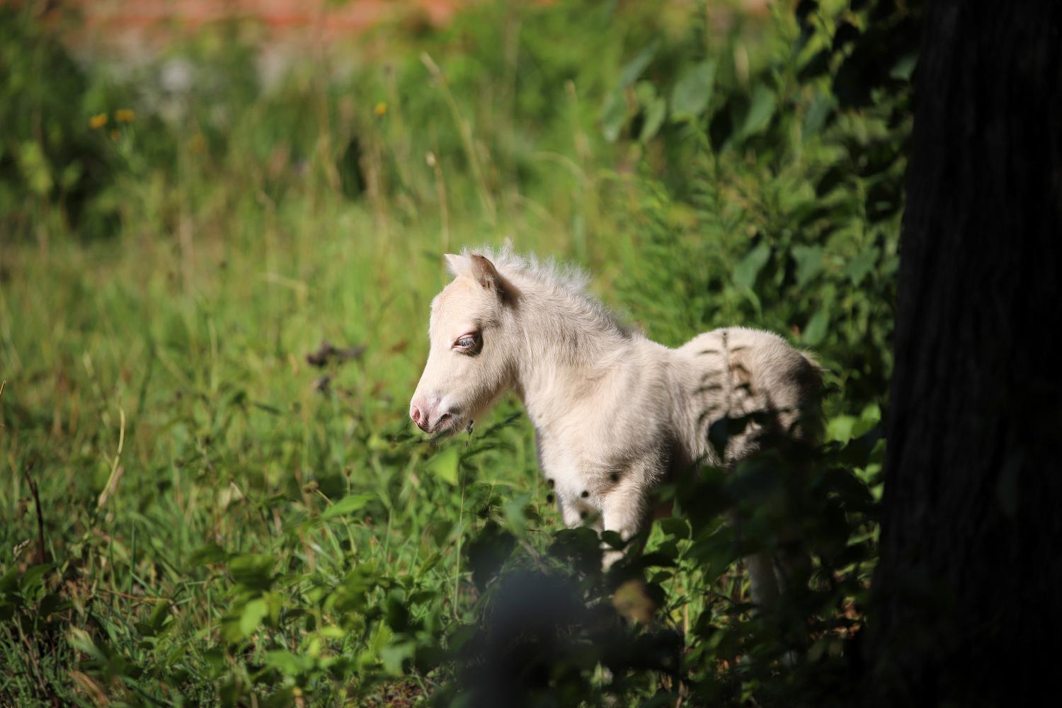 Жеребец, Миниатюрный шетлендский пони, изабелловый (CREMELLO), Milk Shake Pegasus