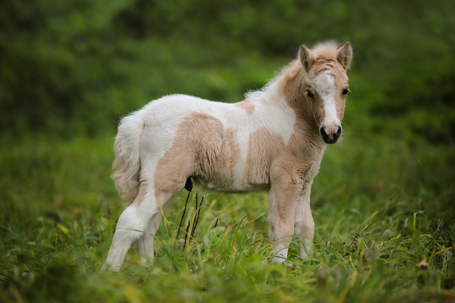 Шетлендский пони Роан
