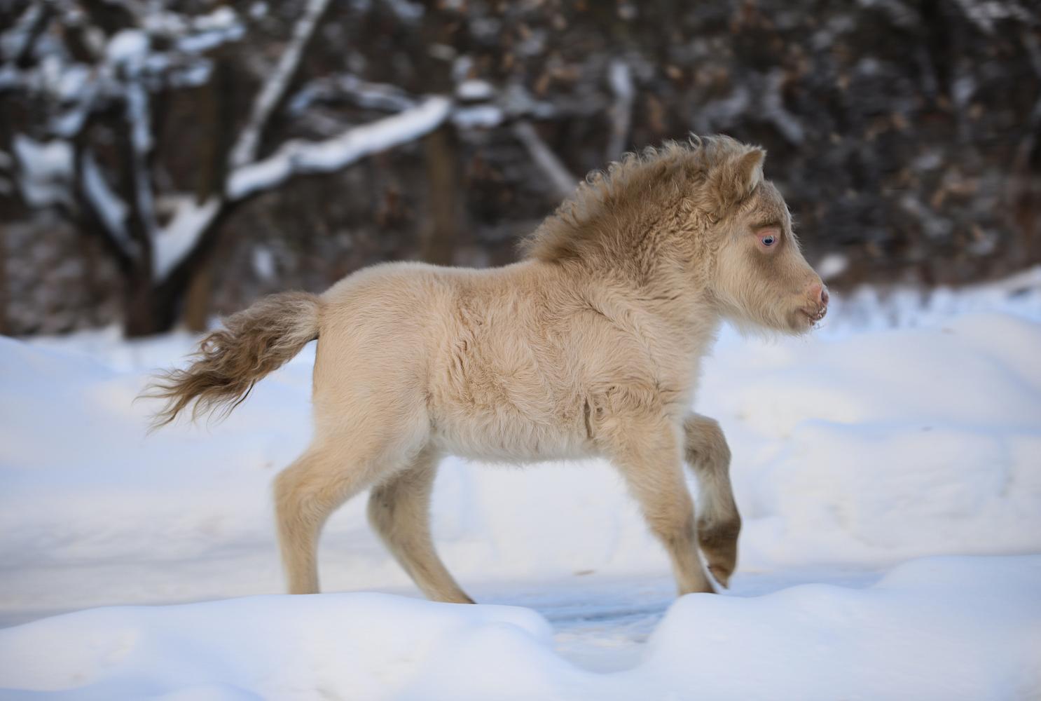 Кобыла, Миниатюрный шетлендский пони, изабелловая, Feyre Moncler