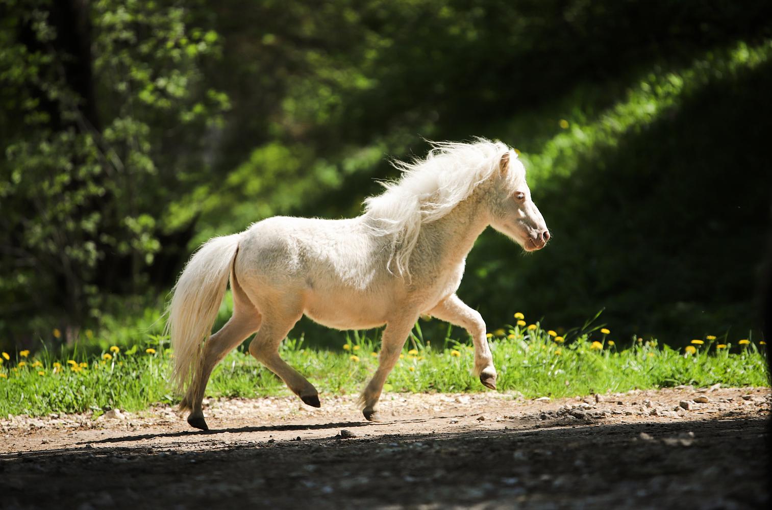 Жеребец, Миниатюрный шетлендский пони, изабелловый (CREMELLO), Milk Shake Pegasus