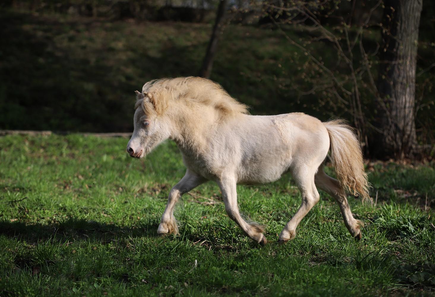 Кобыла, Мини шетлендский пони, изабелловая, Feyre Moncler