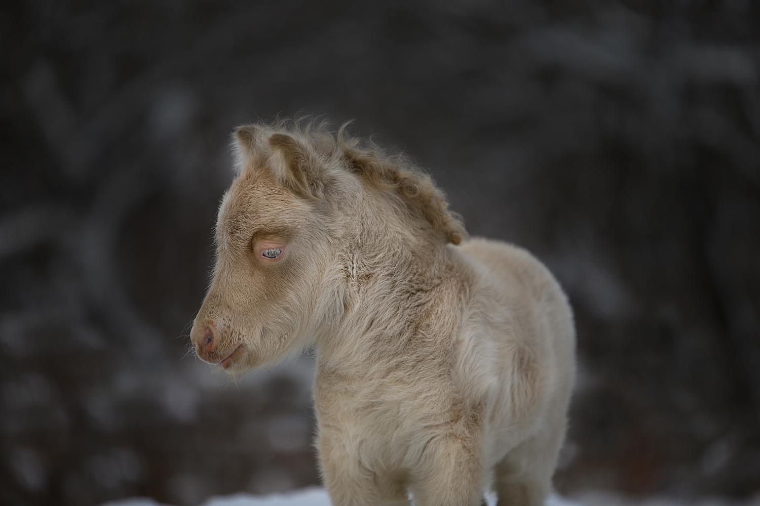 Кобыла, Миниатюрный шетлендский пони, изабелловая, Feyre Moncler