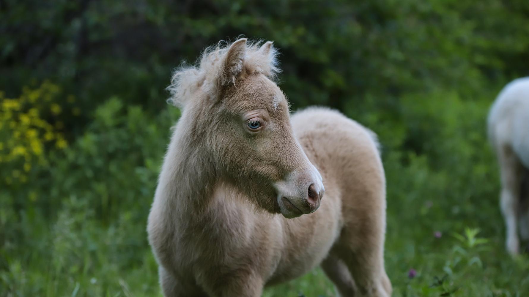 Жеребец, Шетлендский пони, изабеллово-пегий, Mummy`s Cute Boy