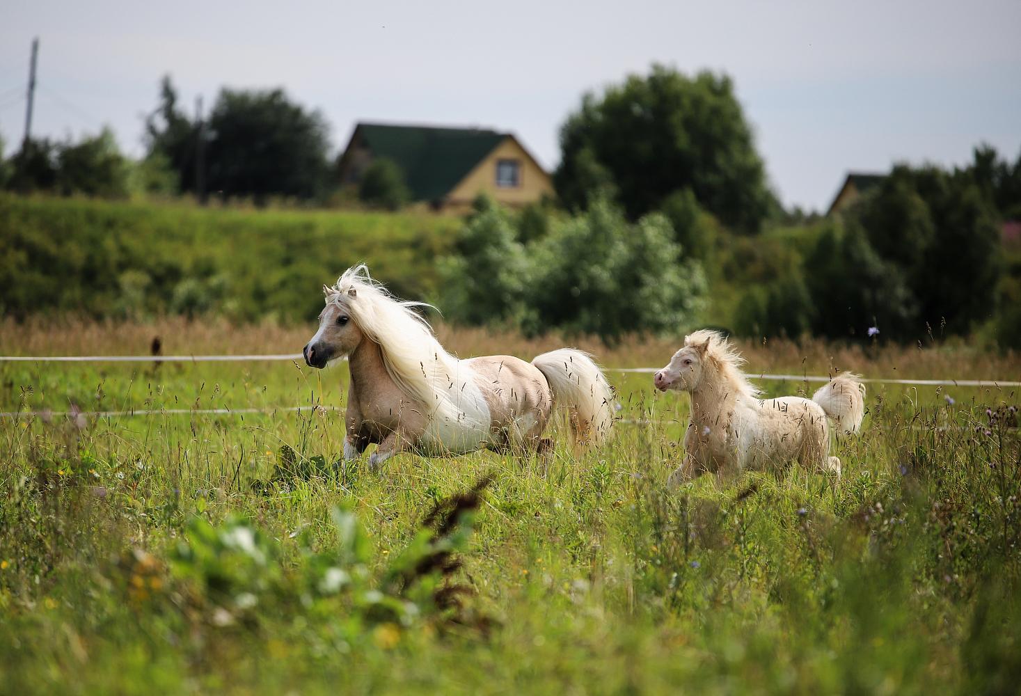 Кобыла, Миниатюрный шетлендский пони , Солово-пегая, Diana V.D. Westerbrink
