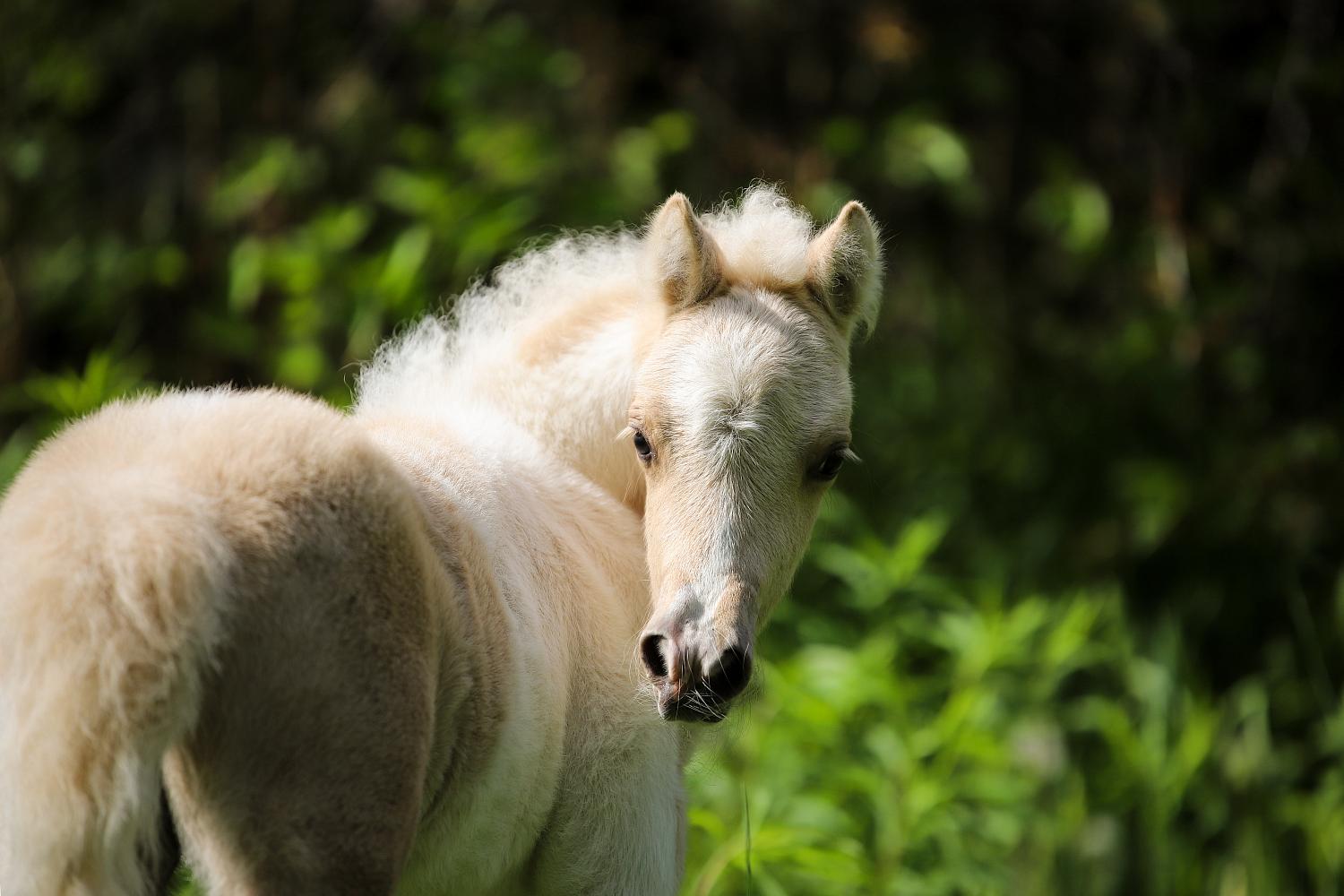 Жеребец, Шетлендский пони, солово - пегий, Vanilla Prince