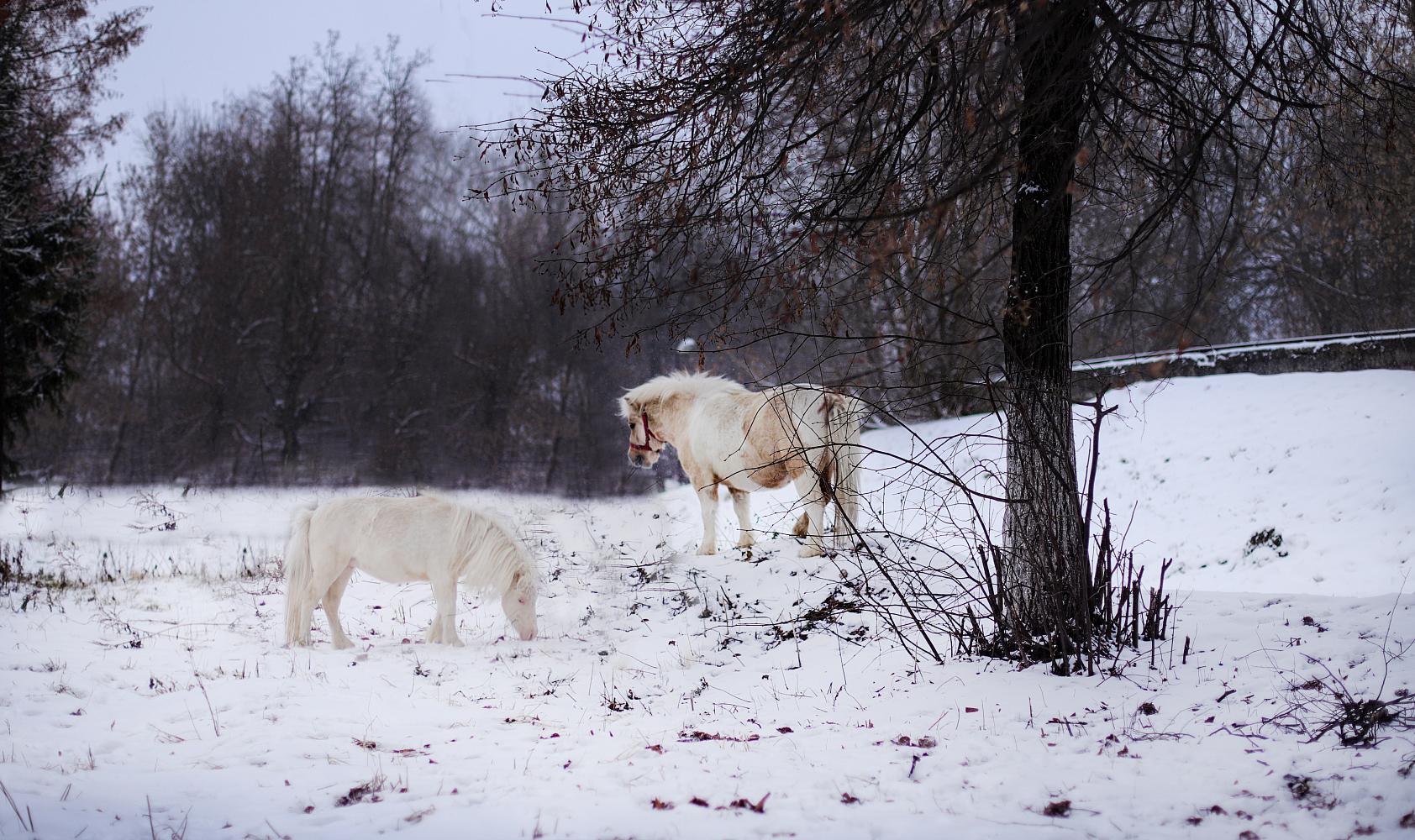 Кобыла, Миниатюрный шетлендский пони , Солово-пегая, Hannah af Jaboruder